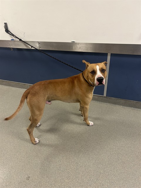 Shelter Stray Male Dog last seen Near BLOCK SW 211TH ST, Doral, FL 33122