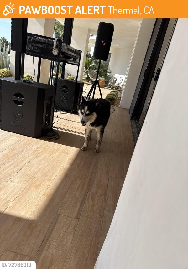 Found/Stray Unknown Dog last seen Jackson , Thermal, CA 92274