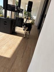 Found/Stray Unknown Dog last seen Jackson , Thermal, CA 92274