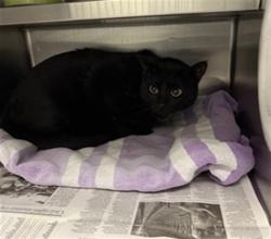 Shelter Stray Female Cat last seen , Los Angeles, CA 90025