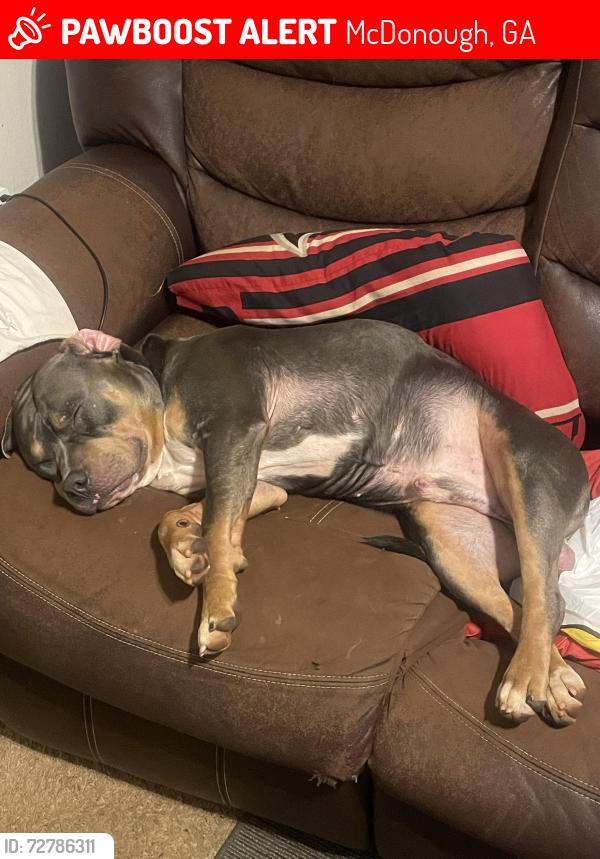 Lost Male Dog last seen near hwy 81 , McDonough, GA 30253