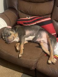 Lost Male Dog last seen near hwy 81 , McDonough, GA 30253