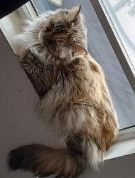 Lost Female Cat last seen Lake Perris village , Perris, CA 92571