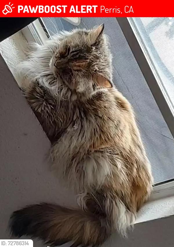 Lost Female Cat last seen Lake Perris village , Perris, CA 92571