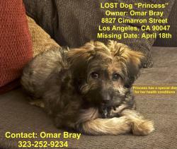Lost Female Dog last seen manchester / van ness, Los Angeles, CA 90047
