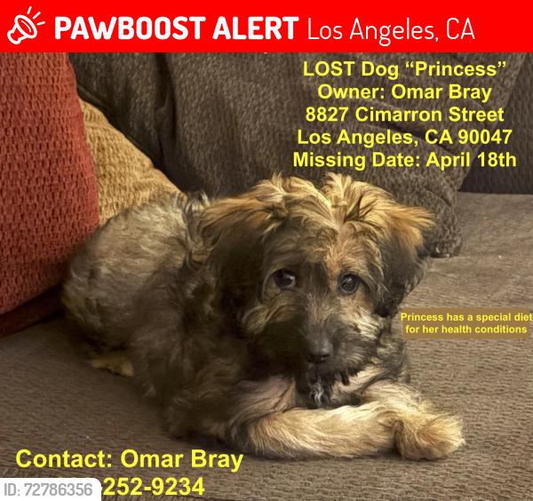 Lost Female Dog last seen manchester / van ness, Los Angeles, CA 90047