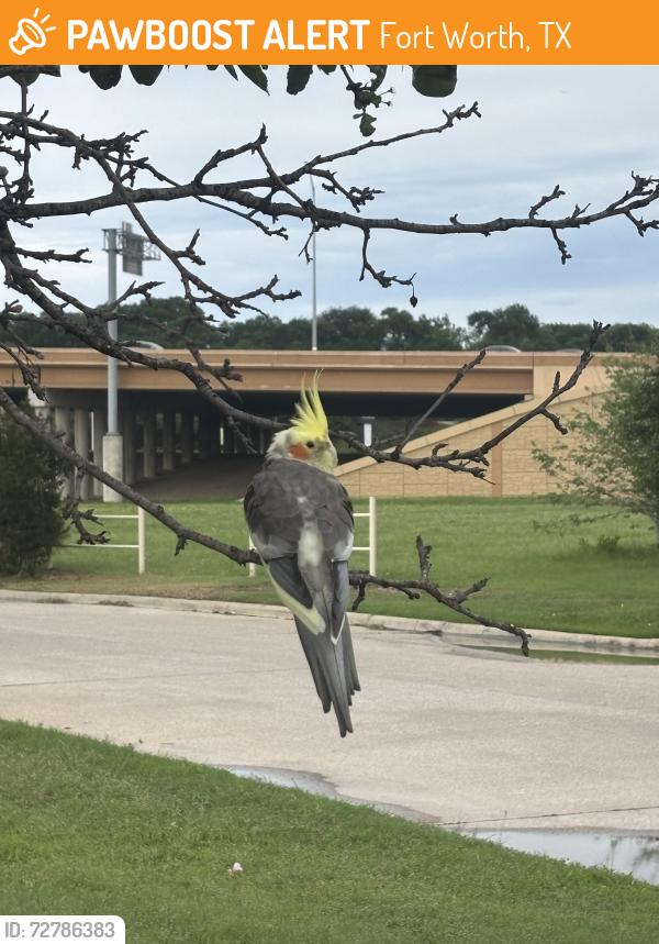 Found/Stray Unknown Bird last seen Mercado Juarez reastraunt , Fort Worth, TX 76106