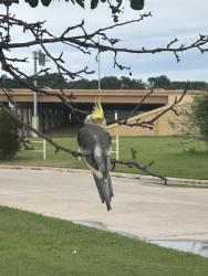 Found/Stray Unknown Bird last seen Mercado Juarez reastraunt , Fort Worth, TX 76106