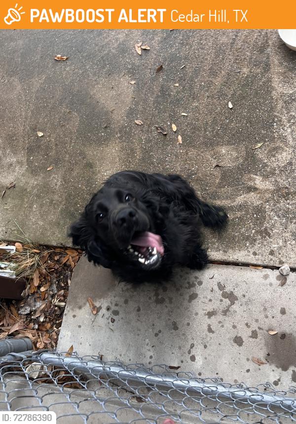 Found/Stray Male Dog last seen Highland Drive, Cedar Hill, TX 75104
