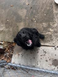 Found/Stray Male Dog last seen Highland Drive, Cedar Hill, TX 75104