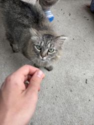 Found/Stray Unknown Cat last seen Grand Oak apmts In Smyrna, Smyrna, TN 37167