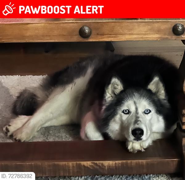Lost Female Dog last seen Hey 380 , Providence Village, TX 76227