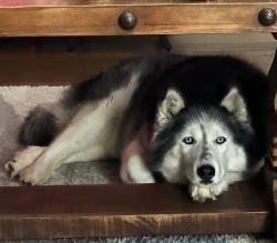 Lost Female Dog last seen Hey 380 , Providence Village, TX 76227