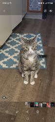 Lost Male Cat last seen Denne crescent, Peterborough, ON K9J