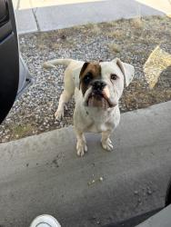 Found/Stray Male Dog last seen Coors , Albuquerque, NM 87121