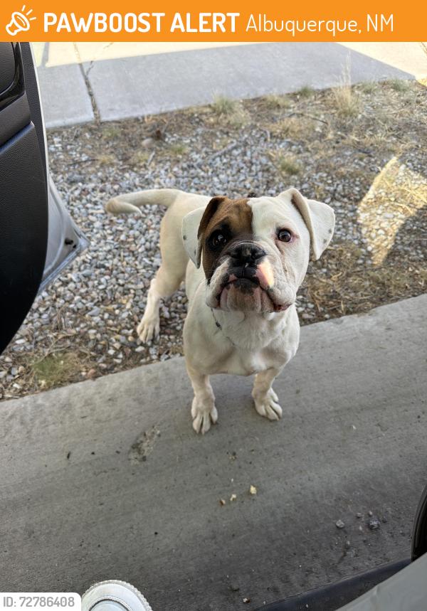 Found/Stray Male Dog last seen Coors , Albuquerque, NM 87121