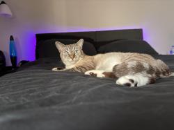 Lost Male Cat last seen kler, Port St. Lucie, FL 34953