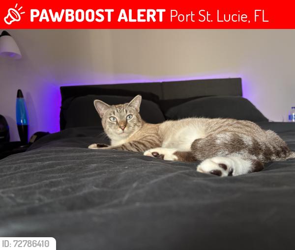 Lost Male Cat last seen kler, Port St. Lucie, FL 34953