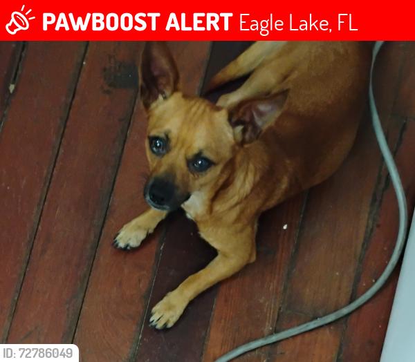 Lost Male Dog last seen South 7th St and East Lake Ave, Eagle Lake, FL 33839