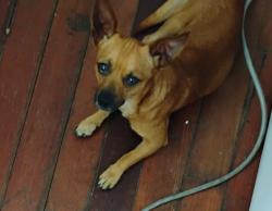 Lost Male Dog last seen South 7th St and East Lake Ave, Eagle Lake, FL 33839
