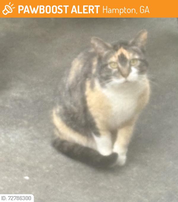 Found/Stray Unknown Cat last seen Pebble Ridge Subdivision, Hampton GA, Hampton, GA 30228
