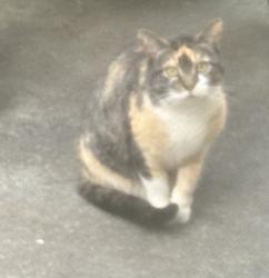 Found/Stray Unknown Cat last seen Pebble Ridge Subdivision, Hampton GA, Hampton, GA 30228
