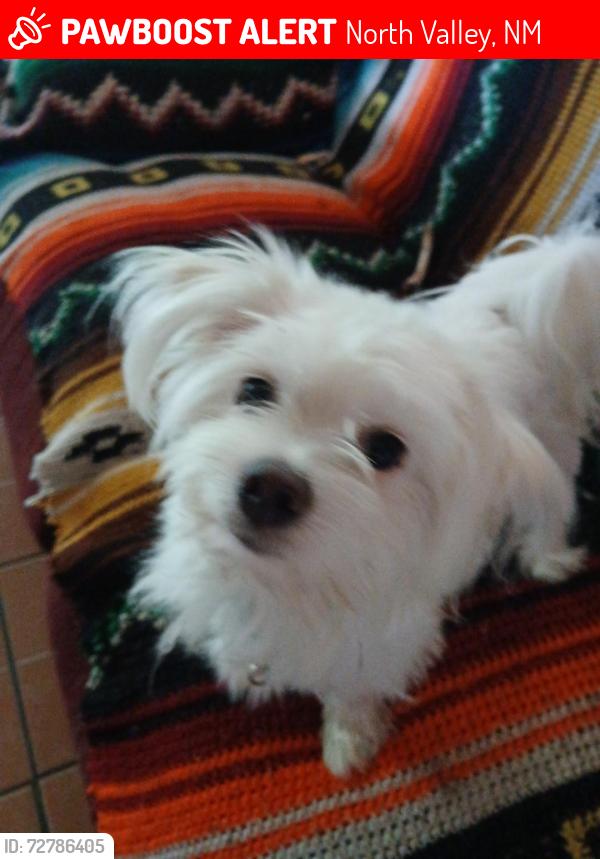 Lost Male Dog last seen 2nd and alameda , North Valley, NM 87114