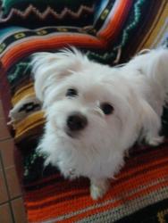 Lost Male Dog last seen 2nd and alameda , North Valley, NM 87114
