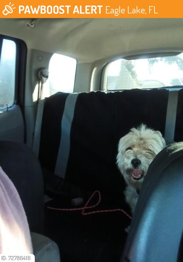 Found/Stray Male Dog last seen Eagle lake park , Eagle Lake, FL 33839