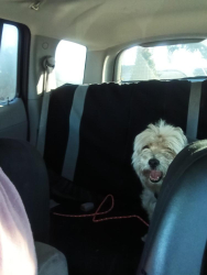 Found/Stray Male Dog last seen Eagle lake park , Eagle Lake, FL 33839