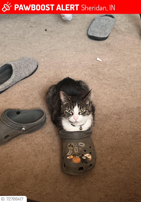 Lost Female Cat last seen Hinesley and E First, Sheridan, IN 46069