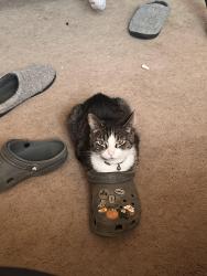 Lost Female Cat last seen Hinesley and E First, Sheridan, IN 46069