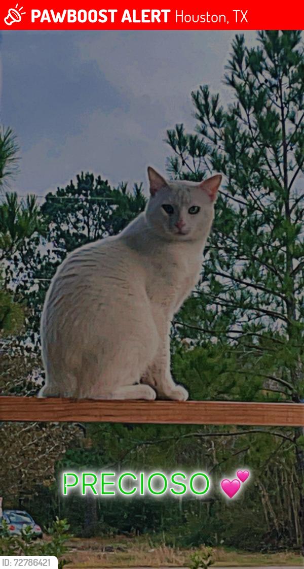 Lost Male Cat last seen Jacinto City Branch Library, Houston, TX 77029