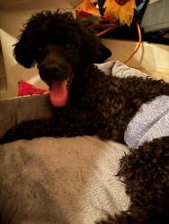 Found/Stray Male Dog last seen 31st 145th, Tulsa, OK 74137