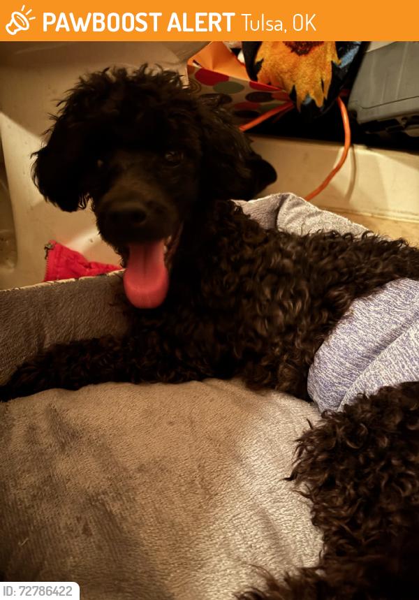 Found/Stray Male Dog last seen 31st 145th, Tulsa, OK 74137
