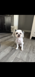 Lost Female Dog last seen Annetta and Firestone , South Gate, CA 90280