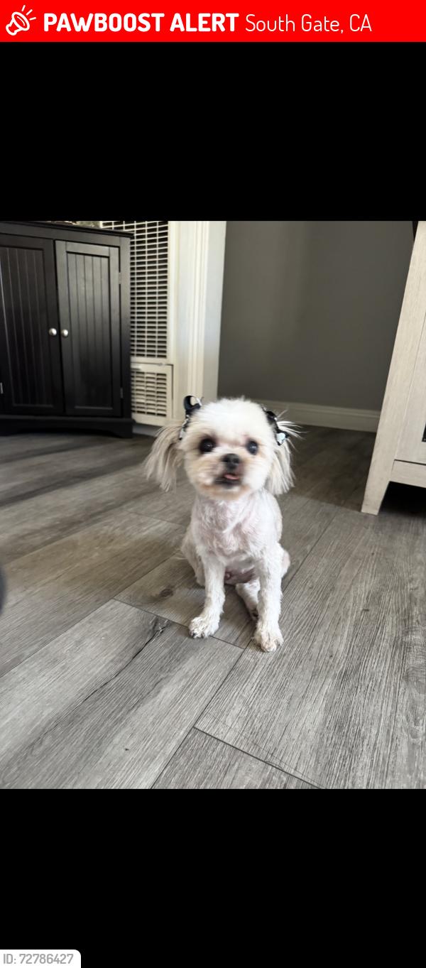 Lost Female Dog last seen Annetta and Firestone , South Gate, CA 90280