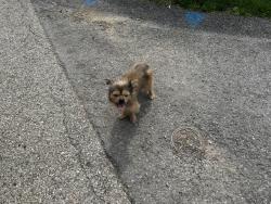 Found/Stray Unknown Dog last seen Chartiers and Hass, Pittsburgh, PA 15204