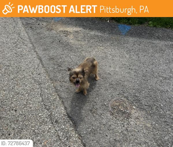 Found/Stray Unknown Dog last seen Chartiers and Hass, Pittsburgh, PA 15204