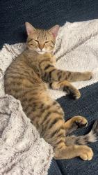 Lost Male Cat last seen Thomos ave, Saint Paul, MN 55104