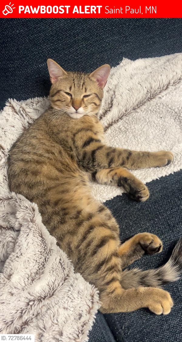 Lost Male Cat last seen Thomos ave, Saint Paul, MN 55104