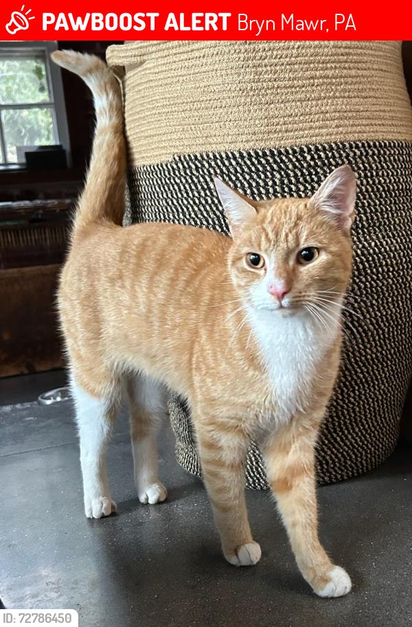 Lost Male Cat last seen Bryn mawr ave, Bryn Mawr, PA 19010