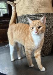 Lost Male Cat last seen Bryn mawr ave, Bryn Mawr, PA 19010