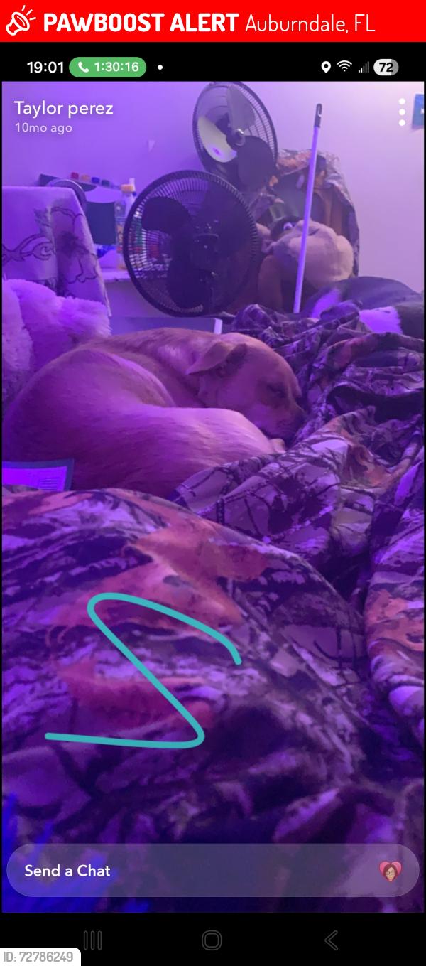 Lost Male Dog last seen state road 559 auburndale, Auburndale, FL 33823