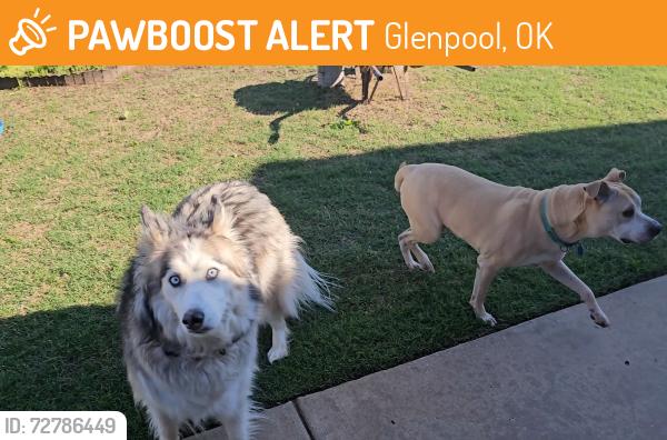 Found/Stray Unknown Dog last seen Glenn St & Fern Pl, Glenpool, OK 74033