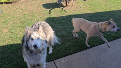 Found/Stray Unknown Dog last seen Glenn St & Fern Pl, Glenpool, OK 74033