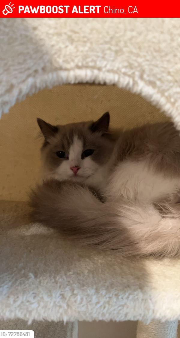 Lost Male Cat last seen Sightseer pl, Chino, CA 91708