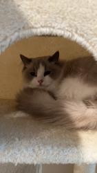 Lost Male Cat last seen Sightseer pl, Chino, CA 91708