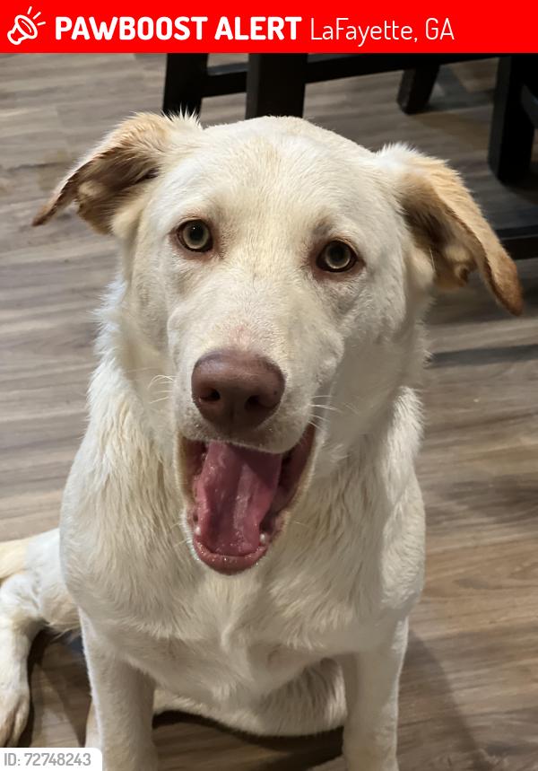 Lost Male Dog last seen Near Hillcrest Dr , LaFayette, GA 30728