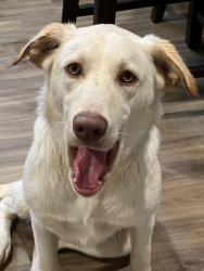 Lost Male Dog last seen Near Hillcrest Dr , LaFayette, GA 30728